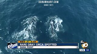 Rare gray orca spotted off SoCal coast