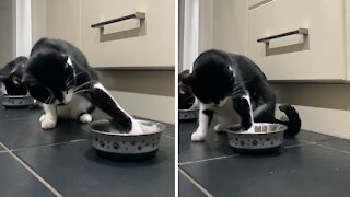 Cute Kitten Humorously Eats Food With Her Paws