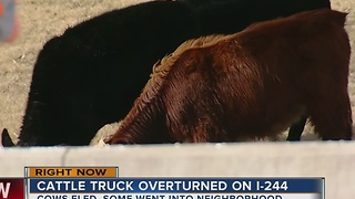 Cattle Truck Overturned On I-244