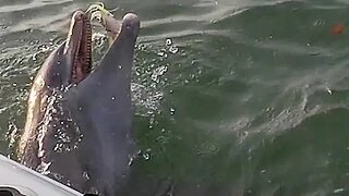 Fishermen vs Dolphin #shorts