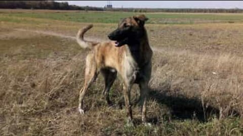 A primeira reação deste cão ao gelo foi comê-lo!