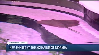 Shark and sting ray touch pool now open at Aquarium of Niagara