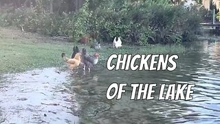 Backyard Chickens: Free ranging on a lake. Did you know chickens love the water?