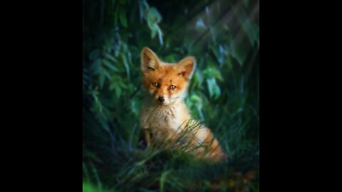 Adorable Baby Fox Pups Playing - adorable cute funny animals got to see fall in love