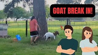 Goat Break In | New Bee Check In