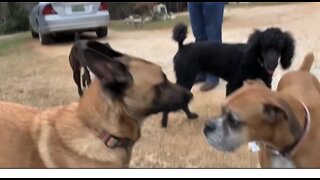 Malinois ,boxers and standard poodle practice square dancing.