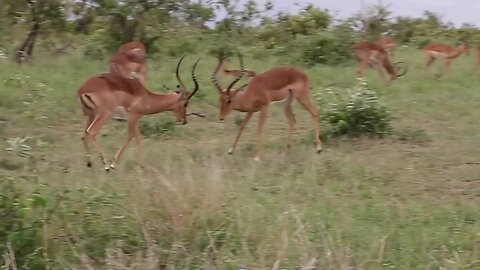 two deers fight .