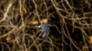 Female Belted Kingfisher, Sony A1/Sony Alpha1, 4k