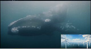 "Thrown To The Wind" - Whale Deaths and Wind Farms ARE CONNECTED