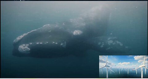 "Thrown To The Wind" - Whale Deaths and Wind Farms ARE CONNECTED