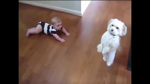 Top 10 Funny Dancing Dogs Compilation - Try Not To Laugh