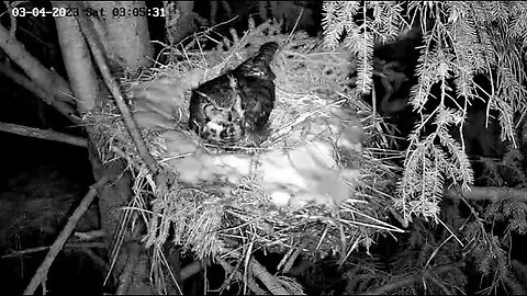 Ellie Trying Out the Nest 🦉 03/04/23 03:03
