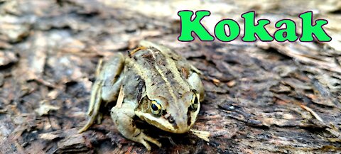 CANADIAN FROG [ Boreal Chorus Frog]