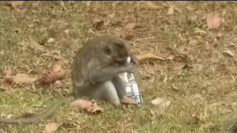 Cambodian Monkey Opens a Bottle of Water