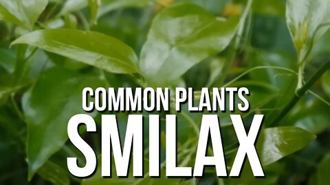 Common Plants: Smilax (Bullbrier or Greenbrier)