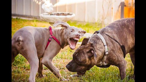 DingDon! Day Camp Dog Training - Advanced Leadership System for Dogs