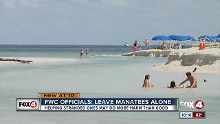 FWC: Manatee rescue more harm than good