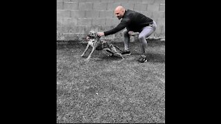 APBT ALPHA Performance *10yrs Not Skipping A Beat