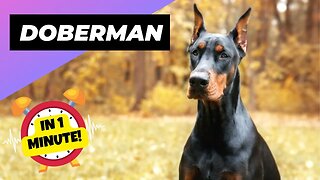 Doberman - In 1 Minute! 🐶 One Of The Most Intelligent Dog Breeds In The World | 1 Minute Animals