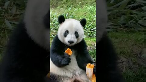 Not my usual diet of bamboo #pandas #nature #shorts | #PANDA #SHORT
