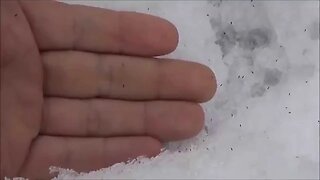 Billions Of Snow Fleas Cover The Forest Floor