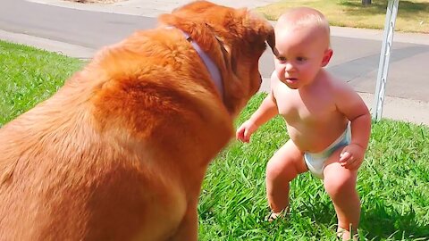 Cute Dogs and Babies are Best Friends - Dogs Babysitting Babies Video 2021