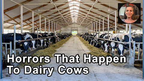 Some Of The Same Horrors That Happen To Dairy Cows In Conventional Production Still Happen