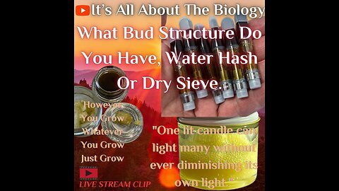 What Bud Structure Do You Have, Water Hash Or Dry Sieve?