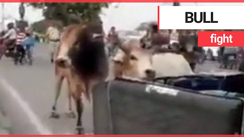 Two bulls have a fight in the middle of a road
