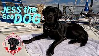 Jess The Labrador Retriever Sea Dog