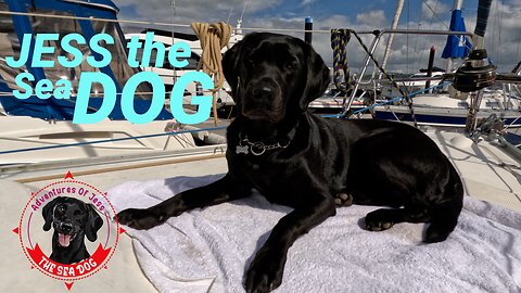 Jess The Labrador Retriever Sea Dog