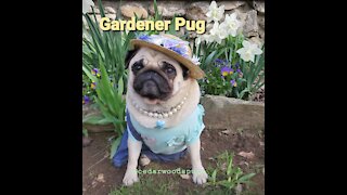 Gardening Pug