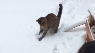Ce chat adore les batailles de boules de neige