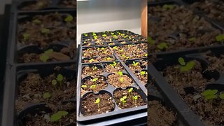 Growing our own food part 2