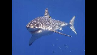 Giant white shark scares fishermen in Australia