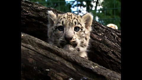 Baby Snow Leopards