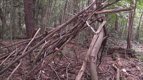 Some Beautiful Woodland Footage Shot by @MrSheltonTV down The Clifton Grove, Nottingham, UK 🌳