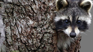 Raccoon tests positive for rabies in the Acreage
