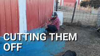 Getting The Idaho Pasture Pigs Trained To The Electric Fence | Cutting Them Off From Their Old Place
