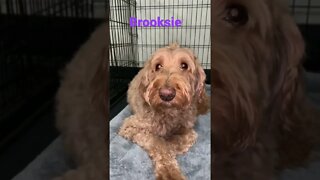 [Shorts 0117] BROOKSIE [#dogs #doggos #doggies #puppies #dogdaycare]