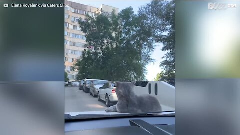 Ce chat a fait un tour sur le capot d'une voiture