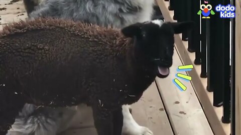 This Sheep Yells Way Too Much!! But We Love Her Anyway... | Bad Boys And Girls | Dodo Kids