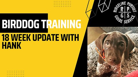 Bird Dog Training - 18 Week Update with Hank