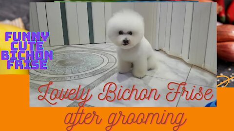 Lovely Bichon Frise after grooming