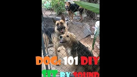 DOGs Sound Command DIY | German Shepherd Female vs Australian | Playtime Sit by Sound | SUPER Easy