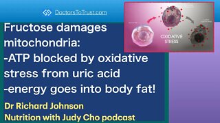 RICHARD JOHNSON 4 | Fructose damages mitochondria:-ATP blocked by uric acid: generates body fat!