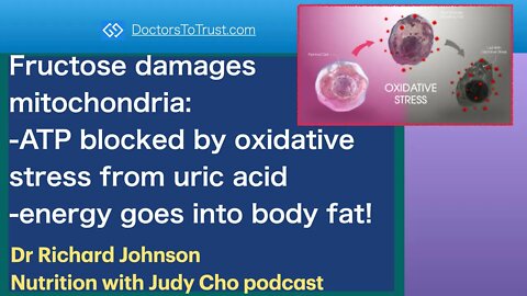 RICHARD JOHNSON 4 | Fructose damages mitochondria:-ATP blocked by uric acid: generates body fat!
