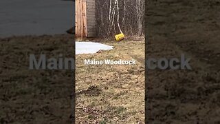 Jamming Woodcock