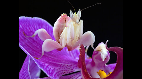 Orchid Mantis Is Same As European Mantis