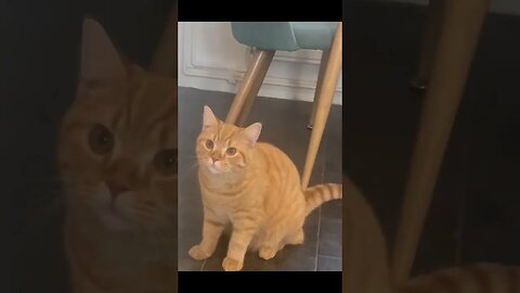 Meet Simba My Adorable Cat and the Story Behind His Name🐱 #shorts #trending #cats #pets #viral